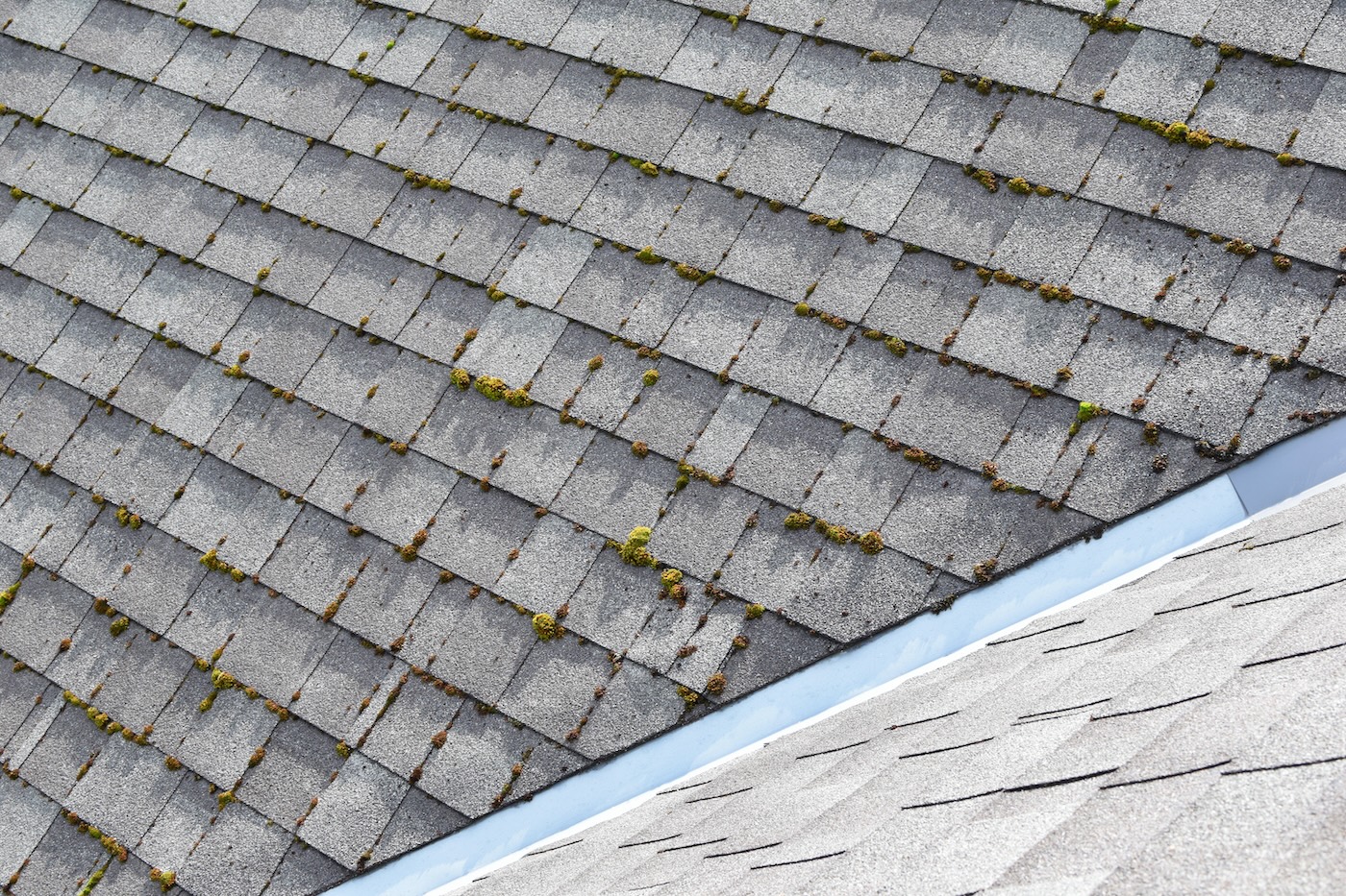 moss on roof shingles