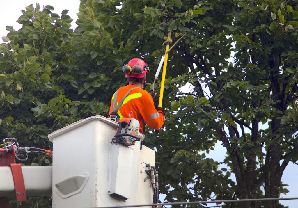trimming tree and branch cutting