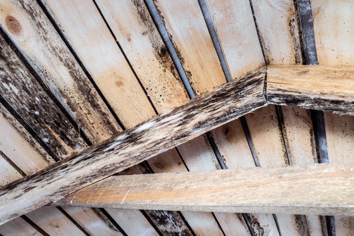 humidity and growth of molds wooden roof structures 